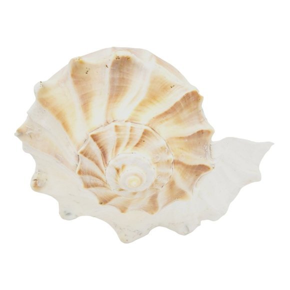 10" Large Horned Queen Helmet Conch Seashell Eroded Nautical Tooth Vintage Beach - Picture 2 of 6